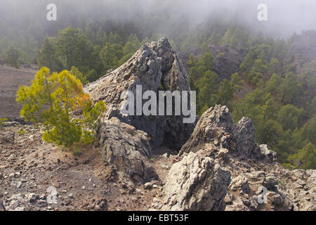 Felsformation im Sphäruliten Dome Nambroque, Kanarische Inseln, La Palma, Ruta De Los Volcanes Stockfoto