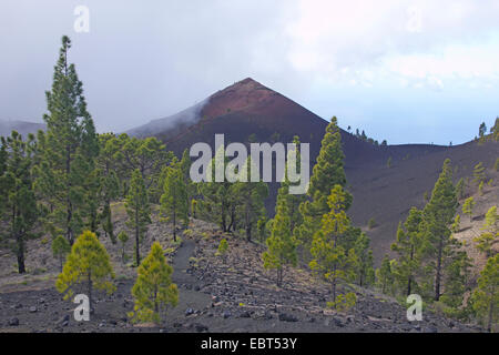 Kanarische Kiefer (Pinus Canariensis), Martin Vulkan, Kanarische Inseln, La Palma, Ruta De Los Volcanes Stockfoto