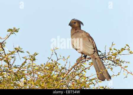 Go-away Vogel (Corythaixoides Concolor), sitzt auf einem Ast, Südafrika, Krüger-Nationalpark Stockfoto