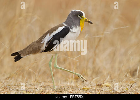 gelb-Flecht-Kiebitz (Vanellus Malabaricus), zu Fuß das trockene Gras der Savanne, Südafrika, Krüger Nationalpark Stockfoto