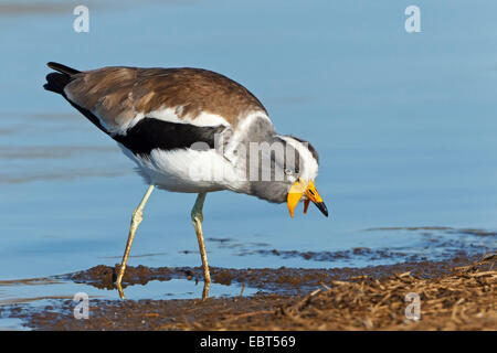 gelb-Flecht-Kiebitz (Vanellus Malabaricus), auf der Suche nach Nahrung an einem Wasser Ufer, Südafrika, Krüger Nationalpark Stockfoto