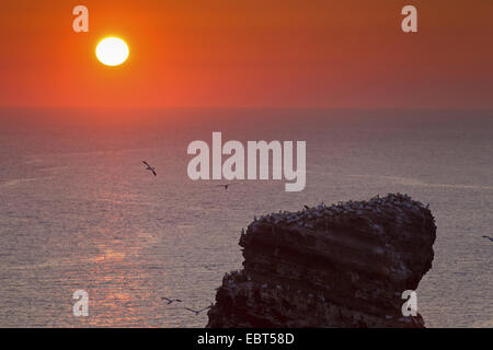 Lange Anna bei Sonnenuntergang, Deutschland, Schleswig-Holstein, Helgoland Stockfoto