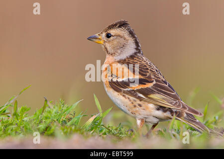 Bergfink (Fringilla Montifringilla), sitzen auf dem Boden, Deutschland, Rheinland-Pfalz Stockfoto