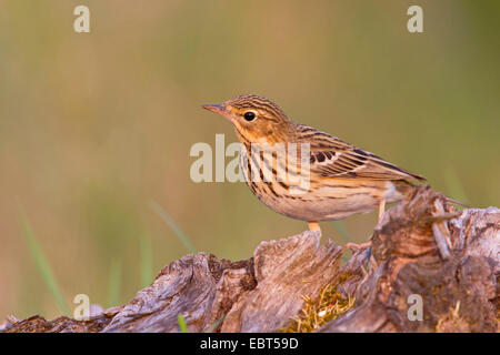 Baum Pitpit (Anthus Trivialis), sitzen auf Totholz, Deutschland, Hessen Stockfoto