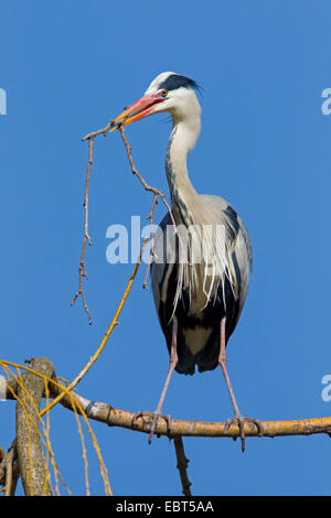 Graureiher (Ardea Cinerea), sitzt auf einem Ast mit einem Zweig im Schnabel, Deutschland, Baden-Württemberg Stockfoto