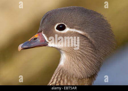 Mandarinente (Aix Galericulata), Portrait einer Frau, Deutschland, Baden-Württemberg Stockfoto