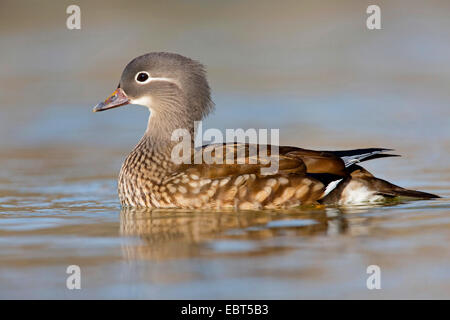 Mandarin Ente (Aix Galericulata), weibliche Seitenansicht schwimmen, Deutschland, Baden-Württemberg Stockfoto