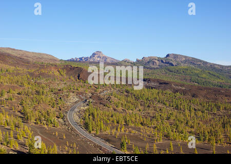 Kanarische Kiefer (Pinus canariensis), Straße nach Ca±adas Caldera, Kanarische Inseln, Teneriffa, Teide Nationalpark Stockfoto