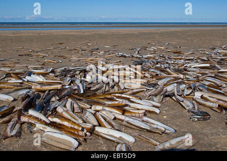 Atlantic Klappmesser, Bambus-Muschel, amerikanische Klappmesser Clam, Razor Clam (Ensis Directus, Ensis Americanus), Muscheln am Strand der Nordsee, Deutschland Stockfoto