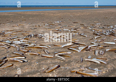 Atlantic Klappmesser, Bambus-Muschel, amerikanische Klappmesser Clam, Razor Clam (Ensis Directus, Ensis Americanus), Muscheln am Strand der Nordsee, Deutschland Stockfoto