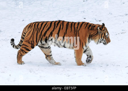 Amurian Tiger, Sibirischer Tiger, Amur-Tiger (Panthera Tigris Altaica), Amurian Tiger im Schnee Stockfoto