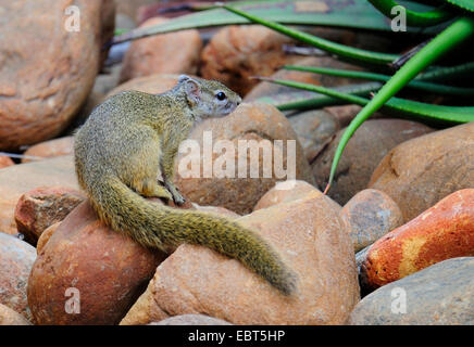 Smiths Busch Eichhörnchen (Paraxerus Cepapi), sitzen auf den Felsen, Südafrika Stockfoto