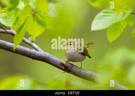 Holz-Laubsänger (Phylloscopus Sibilatrix), auf einem Ast, Deutschland, Rheinland-Pfalz Stockfoto