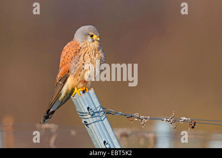 Turmfalken (Falco Tinnunculus), sitzt auf einem Pfosten, Deutschland, Rheinland-Pfalz Stockfoto