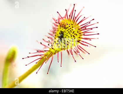 lange-leaved Sonnentau, länglich-leaved Sonnentau, Löffel-leaved Sonnentau (Drosera Intermedia), Blatt mit Gefangenen Beute, Deutschland Stockfoto