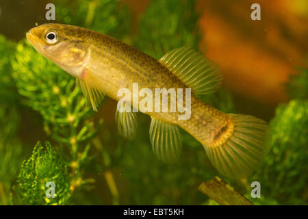 östlichen Hundsfisch (Umbra Pygmaea), Hundsfisch, Seitenansicht Stockfoto