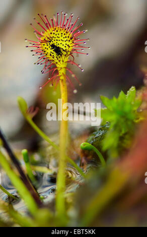 lange-leaved Sonnentau, länglich-leaved Sonnentau, Löffel-leaved Sonnentau (Drosera Intermedia), Blatt mit Gefangenen Beute, Deutschland Stockfoto