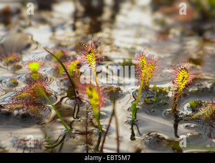 lange-leaved Sonnentau, länglich-leaved Sonnentau, Löffel-leaved Sonnentau (Drosera Intermedia), in einem Sumpf, Deutschland Stockfoto