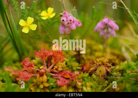 Runde-leaved Sonnentau, Roundleaf Sonnentau (Drosera Rotundifolia), in einem Sumpf zusammen mit gemeinsamen Tormentill und Cross-Levesd Hess, Deutschland Stockfoto