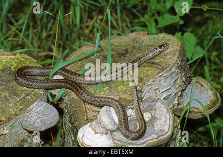 Schlingnatter (Coronella Austriaca), Sonnenbaden auf einem Felsen, Deutschland Stockfoto