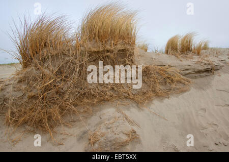 Strand von europäischen Strandhafer, Dünengebieten Grass, Grass, Psamma, Meer Sand-Reed (Ammophila Arenaria), auf einer Düne mit Wurzeln, Deutschland Stockfoto