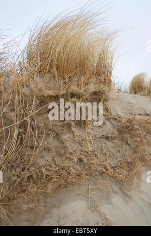 Strand von europäischen Strandhafer, Dünengebieten Grass, Grass, Psamma, Meer Sand-Reed (Ammophila Arenaria), auf einer Düne mit Wurzeln, Deutschland Stockfoto
