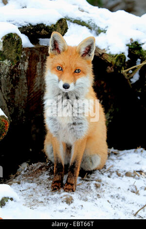 Rotfuchs (Vulpes Vulpes), in seiner Höhle, Deutschland Stockfoto