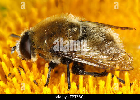 große Narzisse fliegen, große Glühbirne Fliege (Merodon Equestris), sitzen auf einer Telekia Blume ernähren sich von Pollen, Deutschland, Mecklenburg-Vorpommern Stockfoto