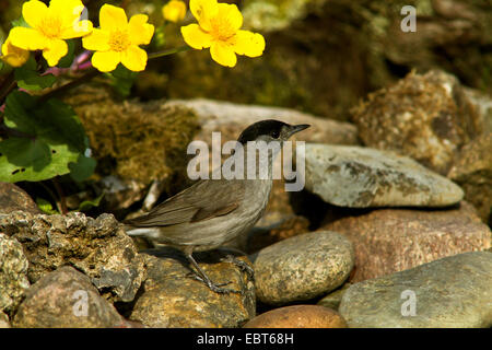 Mönchsgrasmücke (Sylvia Atricapilla), Steinen männlich auf sitzen an einem Bach, Moenchsgrasmuecke -, Deutschland, Mecklenburg-Vorpommern Stockfoto