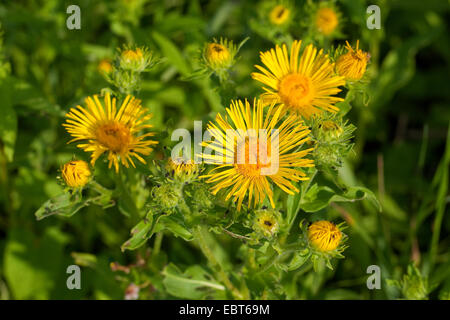 Britische Yellowhead, britische gelb-Kopf, Wiese Berufkraut, britische Alant (Inula Britannica, Inula Hispanica), blühen, Deutschland Stockfoto