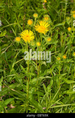 Britische Yellowhead, britische gelb-Kopf, Wiese Berufkraut, britische Alant (Inula Britannica, Inula Hispanica), blühen, Deutschland Stockfoto