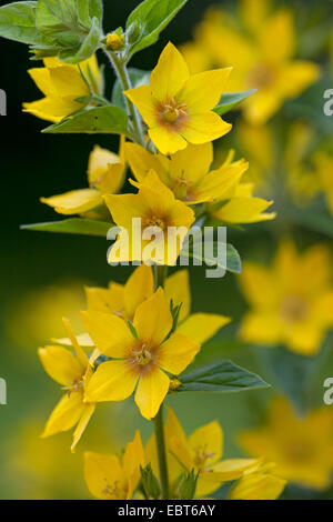 Spotted Gilbweiderich (Lysimachia Trommler), Blütenstand Stockfoto