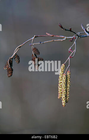 Schwarz-Erle, Schwarzerle, Europäische Erle (Alnus Glutinosa), Zweig mit männlichen Blütenständen und alte Zapfen, Deutschland Stockfoto