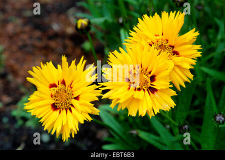 Tickweed, Lance-leaved Coreopsis Lanceleaf Tickseed (Coreopsis Lanceolata), blühen Stockfoto