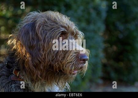 Französische rauhaar Korthals Pointing Griffon (Canis Lupus F. Familiaris), portrait Stockfoto