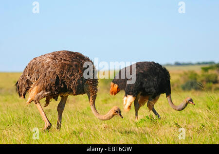 Südlichen Strauß (Struthio Camelus Australis, Struthio Australis), paar in der Savanne auf der Suche für Essen, Südafrika, Addo Elephant National Park Stockfoto