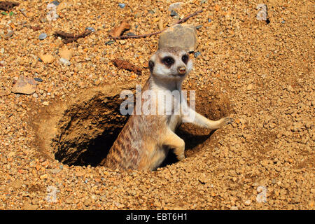 Suricate, schlank-tailed Erdmännchen (Suricata Suricatta), aus seiner Höhle suchen Stockfoto