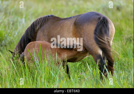 Exmoor Pony (Equus Przewalskii F. Caballus), Fohlen Suckling, Niederlande, Texel Stockfoto