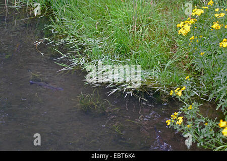 Regenbogenforelle (Oncorhynchus Mykiss, Salmo Gairdneri), am Seeufer, Deutschland, Schleswig-Holstein Stockfoto