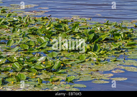 Europäische gelbe Teich-Lilie, gelbe Seerose (Teichrosen Lutea), blühen auf einem See, Deutschland, Bayern, See Chiemsee Stockfoto