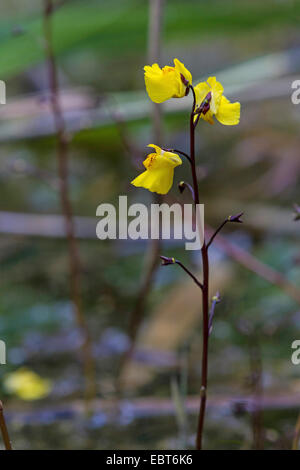 gemeinsamen stehenden, höher stehenden (Utricularia Vulgaris), blühen, Dorfen, See Chiemsee, Bayern, Deutschland Stockfoto