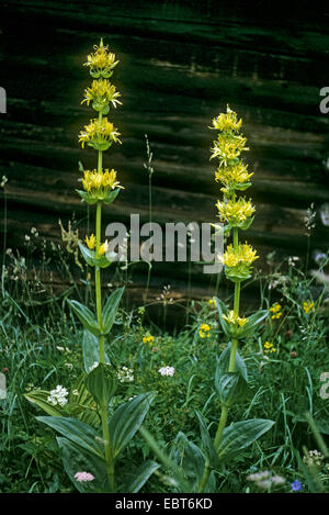 Große gelbe Enzian (Gentiana Lutea), blühen auf einer Alm, Deutschland Stockfoto