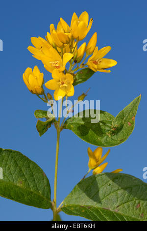 Garten Blutweiderich, Gilbweiderich (Lysimachia Vulgaris), Blütenstand gegen blauen Himmel, Deutschland Stockfoto