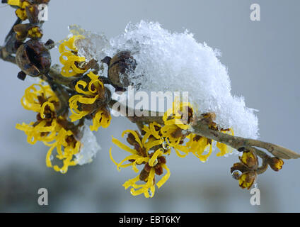 Zaubernuss (Hamamelis Intermedia, Hamamelis x Intermedia), blühender Zweig mit Schnee Stockfoto