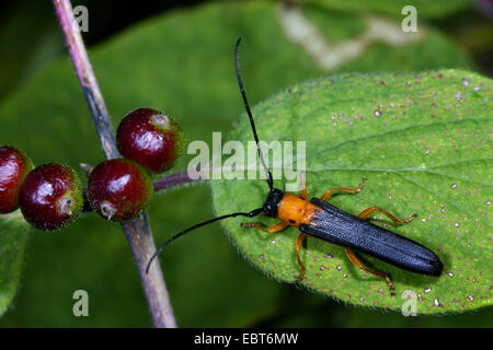 Twin spot Longhorn Beetle (Oberea Oculata), sitzt auf einem Blatt, Deutschland Stockfoto