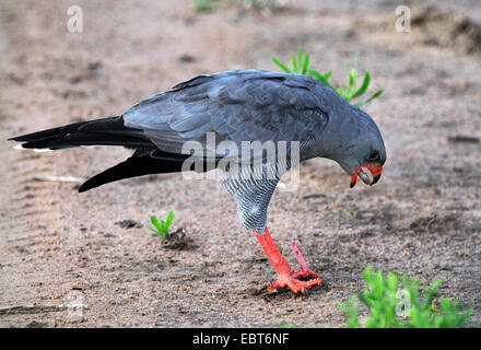 Dunkles singen-Habicht (Melierax Metabates), Essen eine Schlange, Südafrika, Krüger-Nationalpark Stockfoto