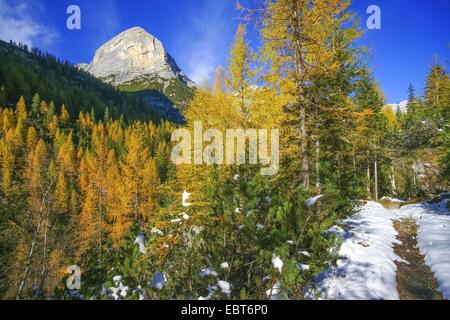 schneebedeckten Pfad in herbstlicher Lärchenwald, Cortina d Ampezzo, Ampezzaner Dolomiten, Südtirol, Italien Stockfoto