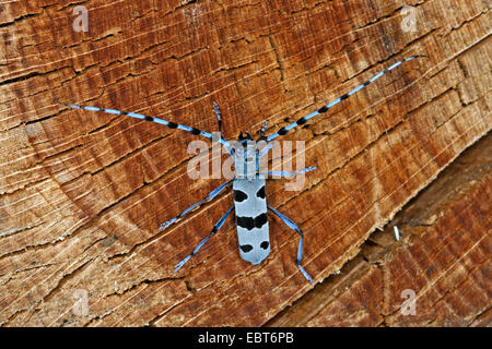 Rosalia Art (Rosalia Alpina), sitzen auf Holz, Deutschland Stockfoto