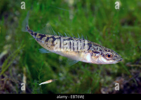 Neun-spined Stichling (Pungitius Pungitius), Weiblich, Deutschland Stockfoto