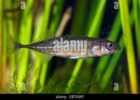 Neun-spined Stichling (Pungitius Pungitius), Männlich, Deutschland Stockfoto